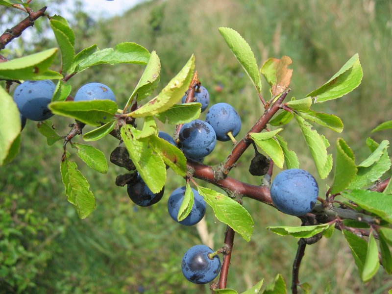 rosaceae