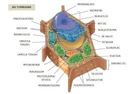 bagian bagian sel dan fungsi