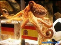 Octopus Paul Germany vs Spain Prediction