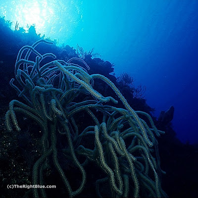 Bushy sea whips