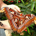 Mariposa atlas (Attacus atlas)