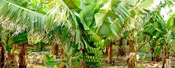 Platanera de Canarias, proporciona un fruto característico, un plátano pequeño, amarillo y con pintas