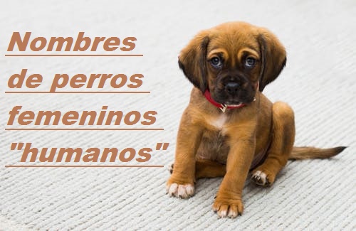 Nombres de perros femeninos "humanos"