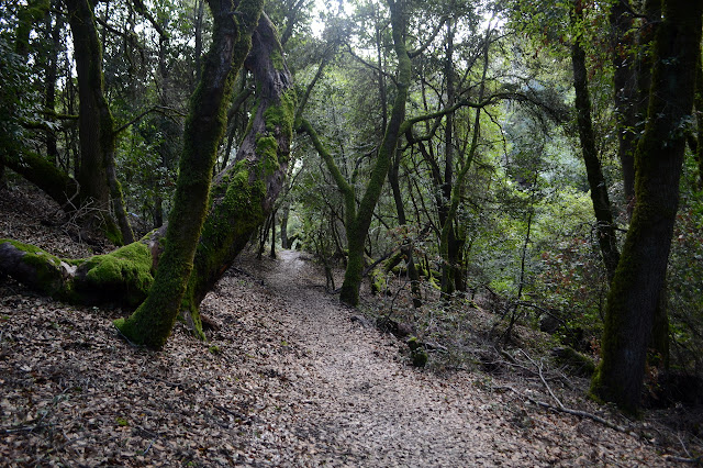 trail beneath the oaks covered in moss