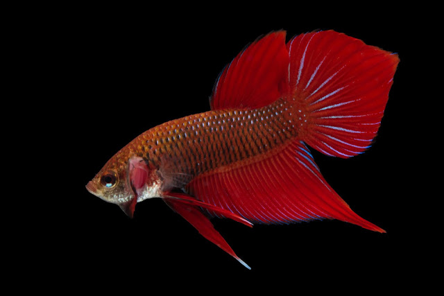 Kaem Daeng Benjarong Betta Fish