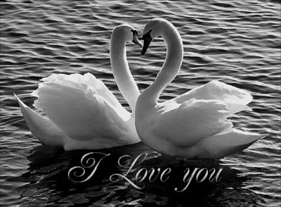 Beautiful Swan Love HD Wallpapers Free Download