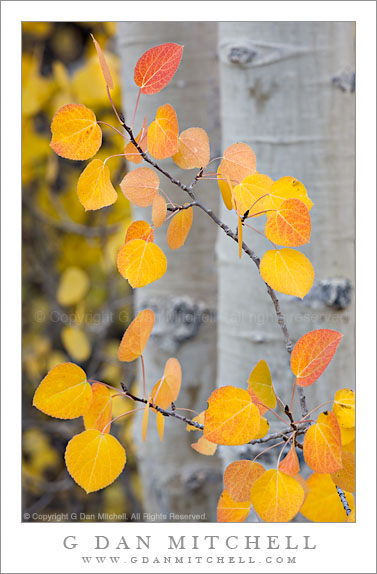 Autumn Aspen Leaves1