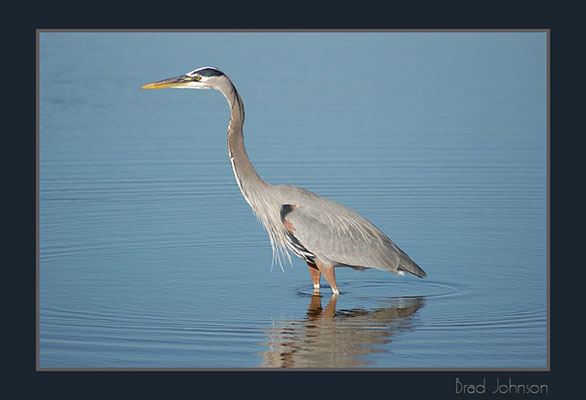 Florida Birds Photos