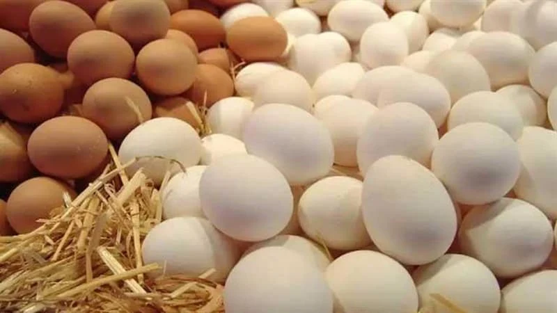 انخفاض أسعار البيض 40% في مصر.. شعبة بيض المائدة تكشف عن بُشرى سارة (فيديو)