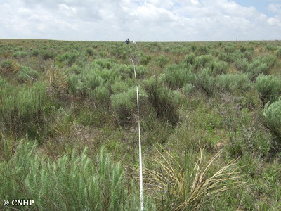 high density transect