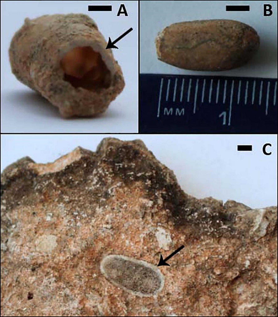 Fossil bee nests provide clues about the environment in which Australopithecus africanus lived