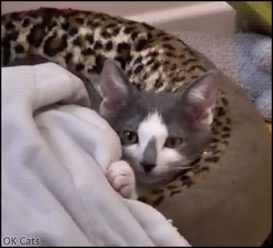 Cute Kitten GIF • Surprise! Kittens hidden under blanket. One kitten becomes two kitties! [ok-cats.com]