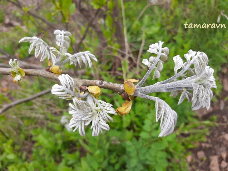 Маакия амурская (Maackia amurensis)