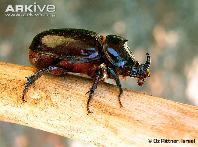 Hewan Serangga Kumbang Susanto Wisata
