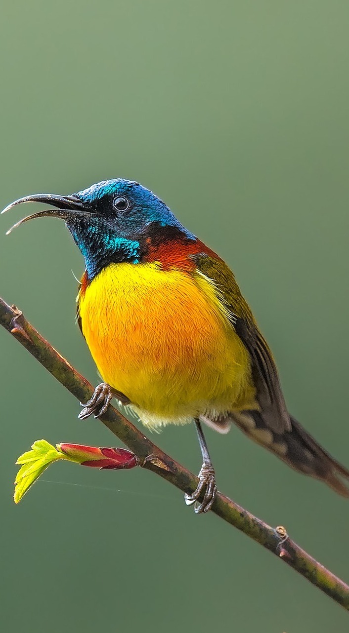 Beautiful sunbird.