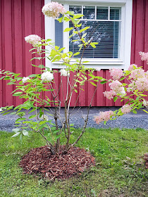 syyskuu hortensia syyshortensia pensas kuorikate