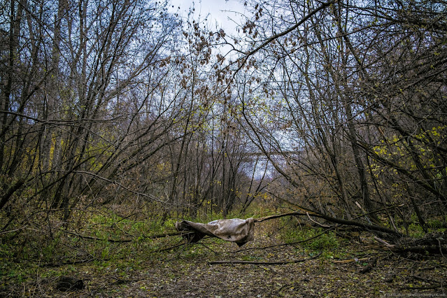 Поваленное дерево и тряпка