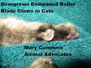 overgrown claws, embedded claws, rollerblade claws, nails, cat, feline,mary cummins, animal advocates, veterinarian, paws, dew claw, claws, claw, nail