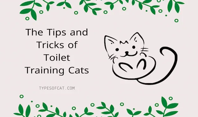 The Tips and Tricks of Toilet Training Cats