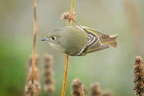 Ruby-Crowned Kinglet.