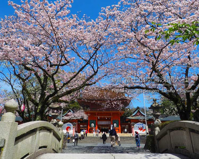 富士山本宮浅間大社の桜