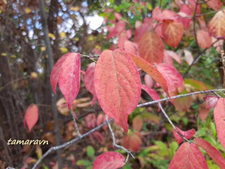 Бересклет малоцветковый (Euonymus pauciflorus)