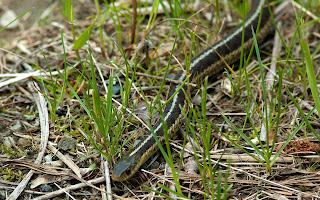 garter snake as a wedding garter