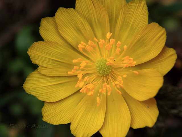 Adonis multiflola