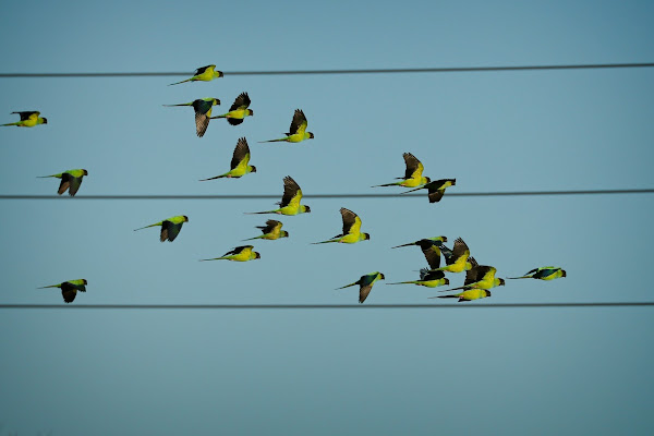 Nanday Parakeets.