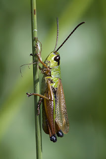 Para ampliar Chorthippus parallelus erythropus (Saltamontes de los prados) hacer clic