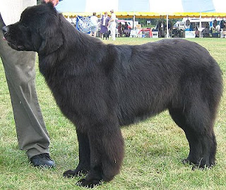 newfoundland dog puppy breeds hound canine pooch canis despicable fellow qen txakurra gos pas hond koer aso koira kutya hundur madra pets huisdieren domace zvali augintiniai alagang hayop domaci zvirata kucni ljubimci animals domestics maskotak animal pets info animaux de compagnie Haustiere de companie husdjur Evcil Hayvan anifeiliaid anwes