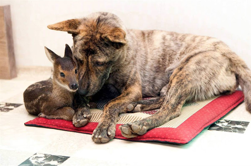 a small brindle colored dog nuzzles a tiny brown elk with white spots; they are laying on a flat quilted mat with red border