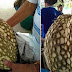 Trik Petani Ini Layak Ditiru, Hilangkan Duri Durian Dalam 5 Menit Saja