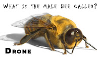 Bee Keeping india7