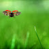 Ladybug in Flight