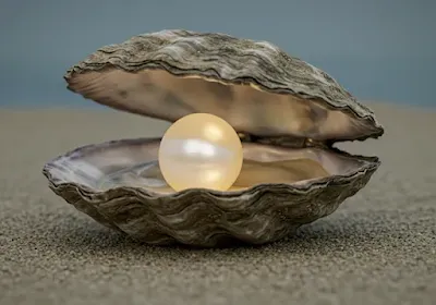 살짝 열린 거친 조개껍데기 안에서 영롱하게 빛나고 있는 진주 이미지.
