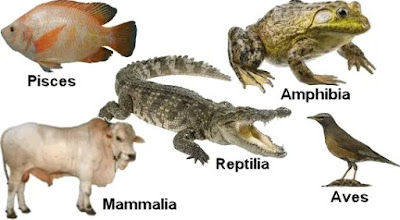 Karakteristik Spesies Hewan Vertebrata