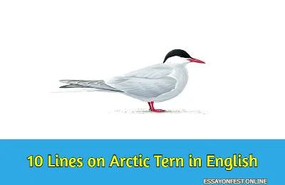 10 Lines on Arctic Tern in English