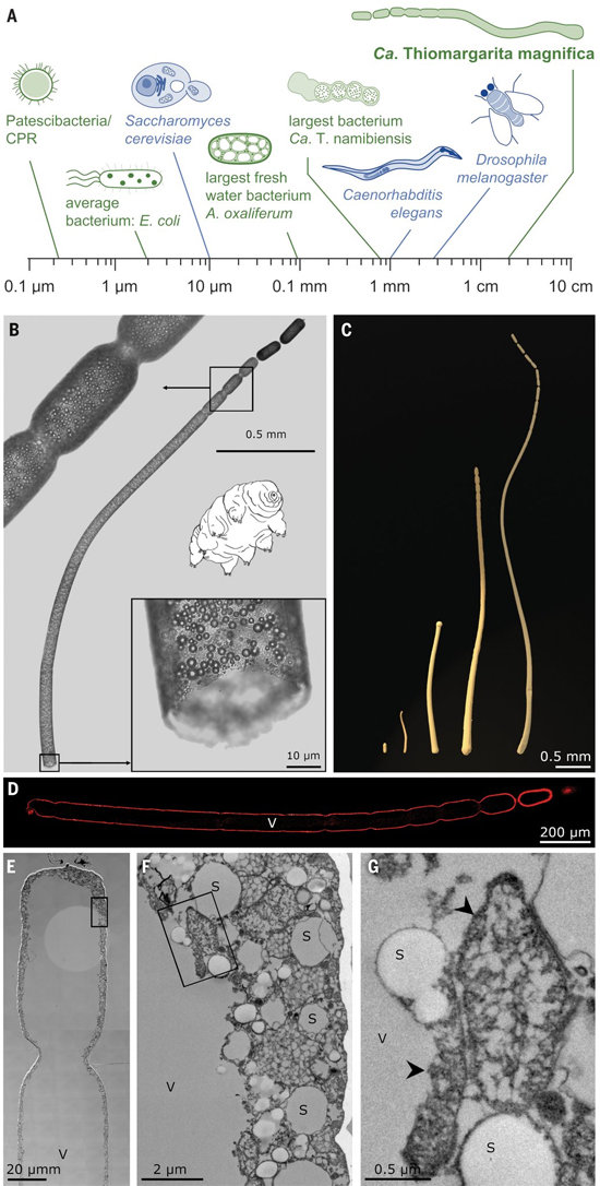 Bactérias gigantes visíveis a olho nu são descobertas - Thiomargarita magnifica