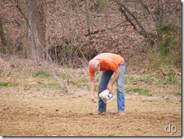 planting potatoes