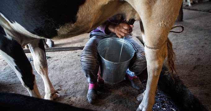 As 5 vacas que mais produz leite no mundo