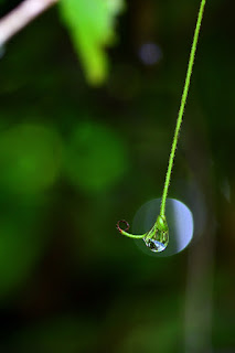 tendril tip with dew drop