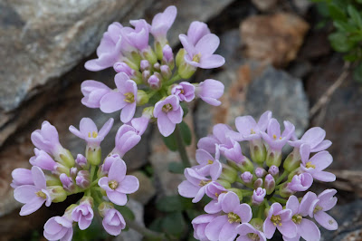 [Brassicaceae] Noccaea rotundifolium – Round Leaved Penny Cress (Erba storna a foglie rotunda)