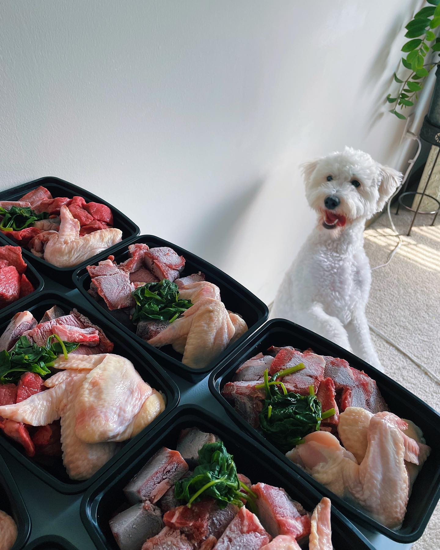 super cute tongue out photo of a cute white dog staring at all his food