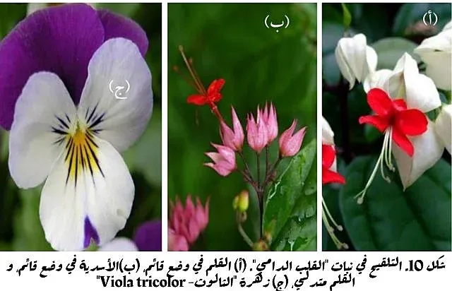نبات "القلب الدامي، زهرة ‏‏"الثالوث-‏‎ Viola tricolor‏"‏