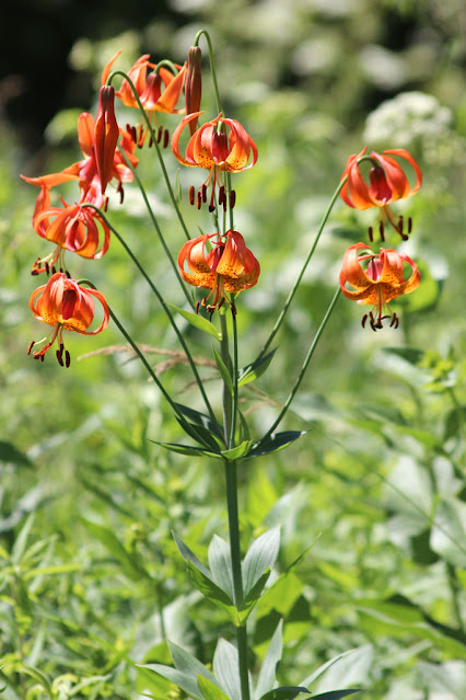 Лилия мичиганская (Lilium michiganense)