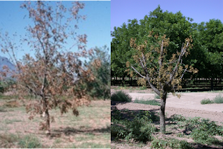 A composite photo showing two dead pecan trees