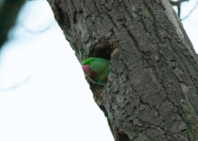 Alexandrine Parakeet - Amsterdamse Bos - Koenenbos