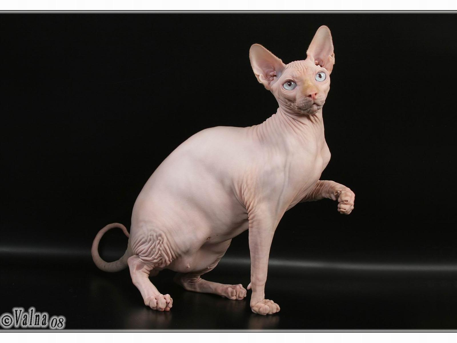 Sphynx Cat Wallpapers  Cat and Doggy