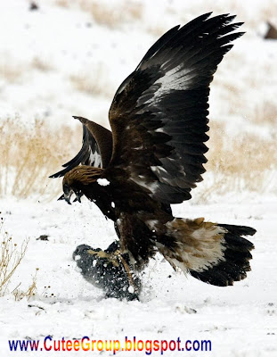 Golden Eagle Hunting in Kazakhstan